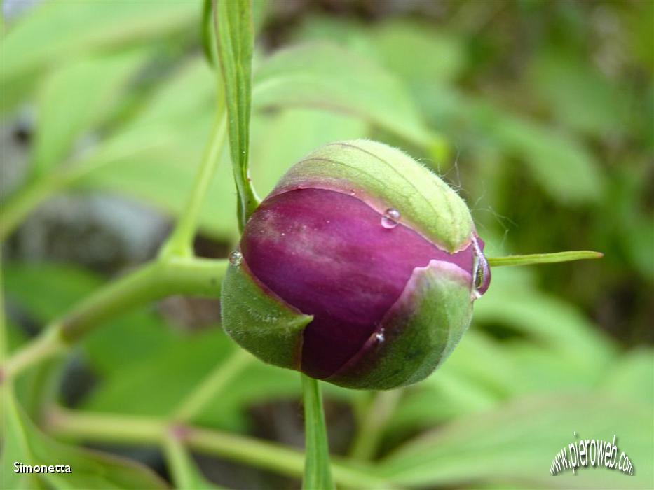 31 Bocciolo di peonia.JPG